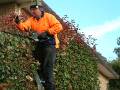 Hedge trimming_2